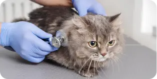 Atención veterinaria