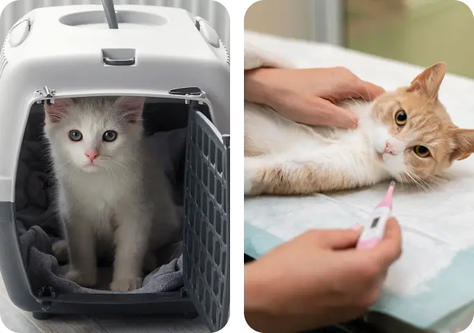 Atención veterinaria