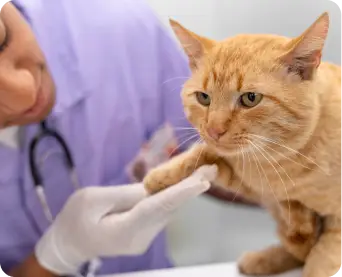 Calidad de vida de los gatos