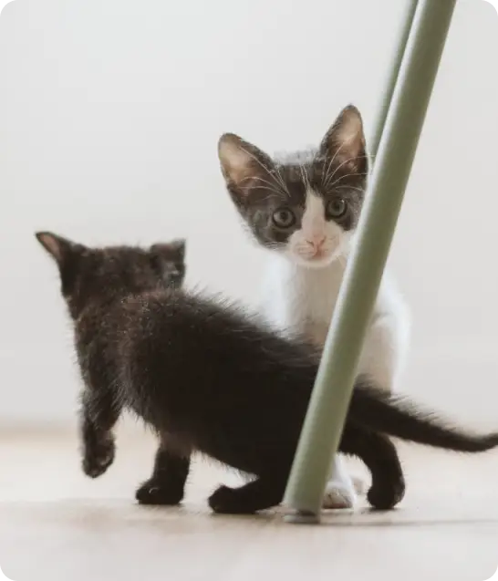 Protectora especializada en gatos