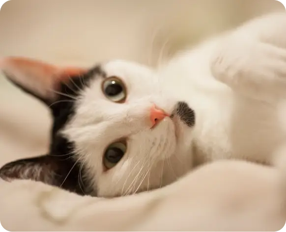 Proyecto Hospital Veterinario Solidario