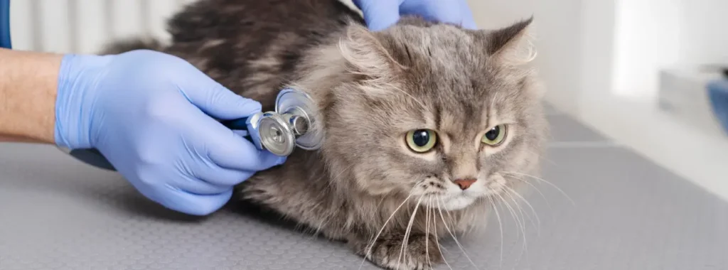 La importancia de esterilizar a los gatos