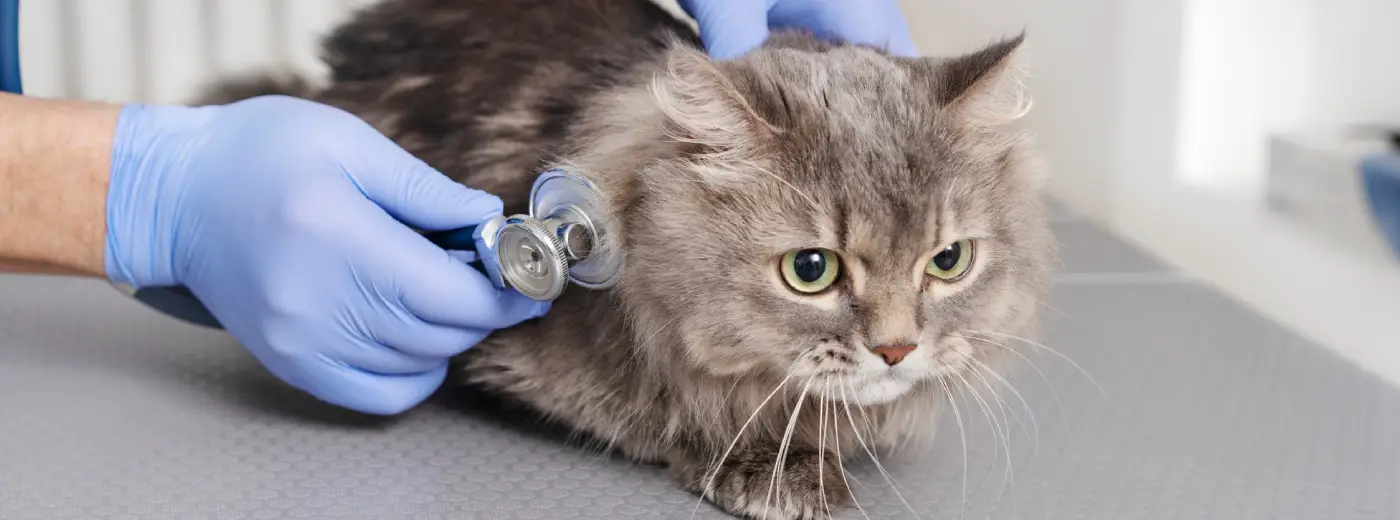 La importancia de esterilizar a los gatos