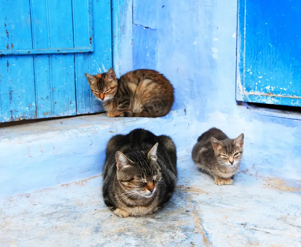 Qué es una colonia felina