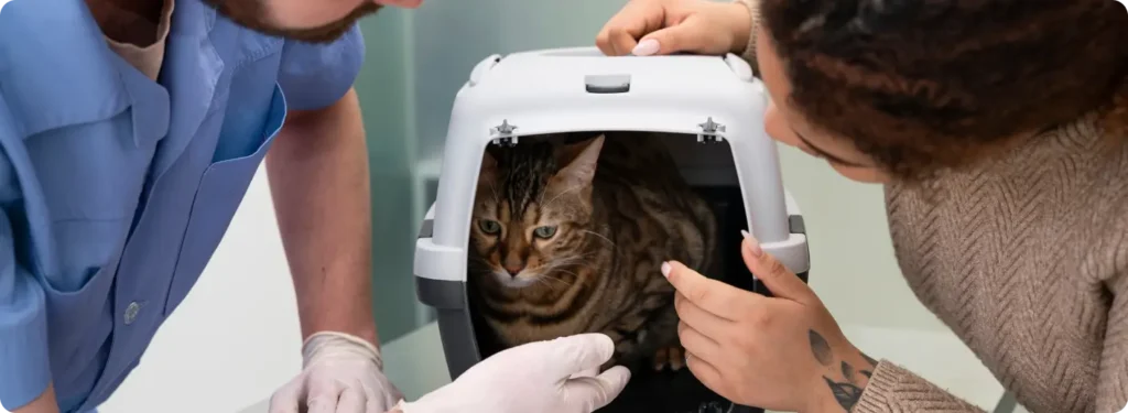 Qué hacer si encuentras un gato abandonado