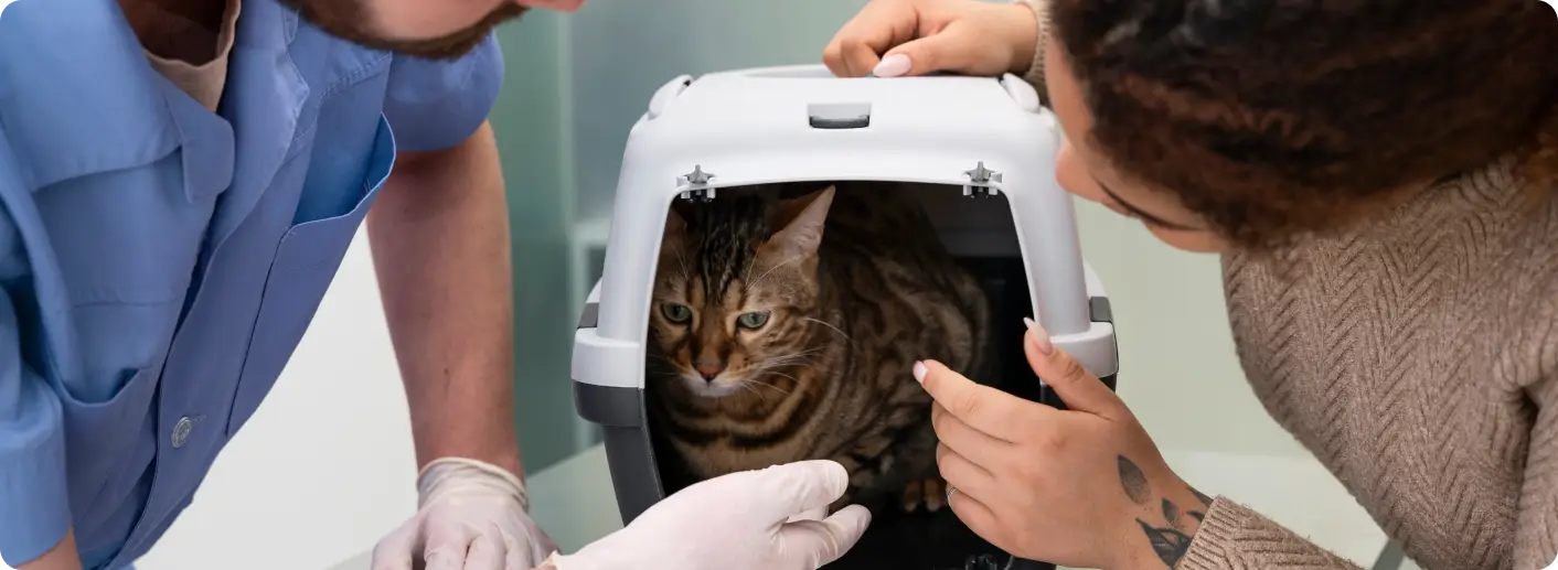 Qué hacer si encuentras un gato abandonado