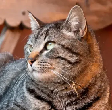 Adoptar a Milo