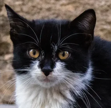 Adoptar a Nala
